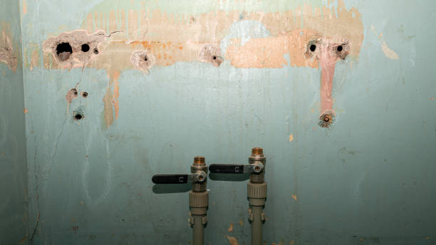 Best Mold removal after water damage  in Cody, WY